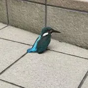 pino