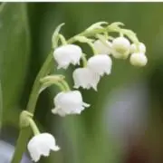 すずらん☆ミントの画像