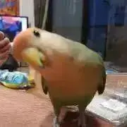 グリ久実の画像