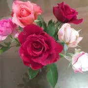 まゆプー