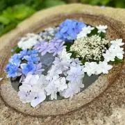 みふの画像