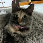 きなこの画像