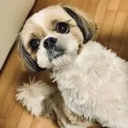 @ココアの画像