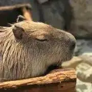 ゴン太【質問前にプロフを読んで下さい】の画像