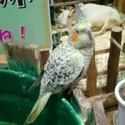 あーちゃん