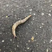 きりんの画像