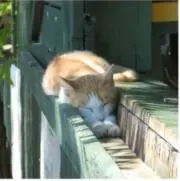 り。プロフ必読の画像