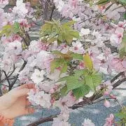 さくらの画像