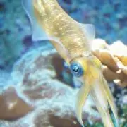 たこ焼き
