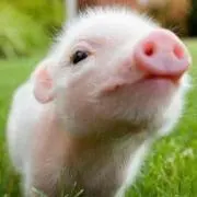 ピグ［プロフ一読お願いいたします］の画像