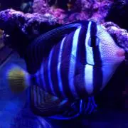 むっく