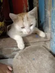リフき