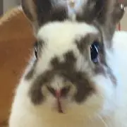 あざみ