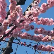 ニコニコ