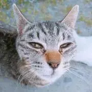みかんの画像