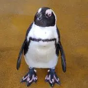 いたる庵
