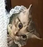 Kinawaお値下げ交渉可の画像