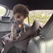 けたの画像