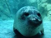 カズの画像
