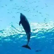 figaroの画像