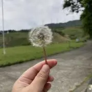 セカルの画像