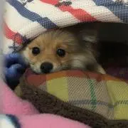 Tomoの画像