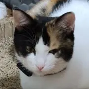 にゃんにゃんの画像