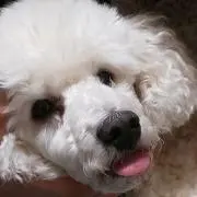 よぴりんこ