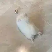 @._.@の画像