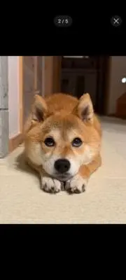 ココアの画像