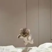 ぽぽの画像