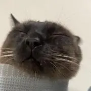 しましまの画像