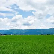 ちょこりん