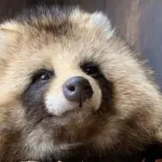たぬきの画像
