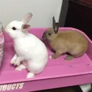 ゆきここの画像