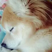 ひしみか