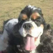 UMA