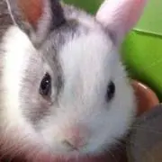 さささき