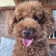 愛と誠
