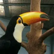 クレパス
