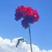 椎木の画像