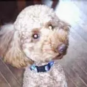 愛犬りょう