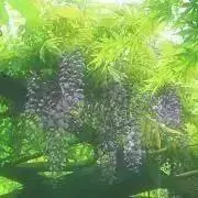 華恋の画像