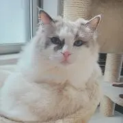 NANAの画像