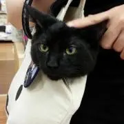 にゃんすけ