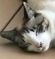 デコの画像