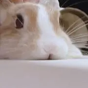 リン