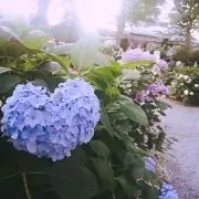 mnk