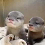 かわうそぶらんの画像