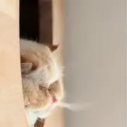 maの画像